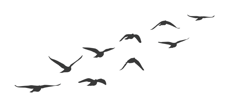 birds flying